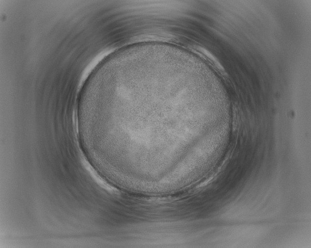 X0000076270796200610122254