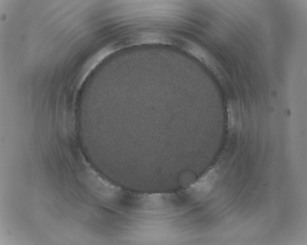 X0000076270828200610122253