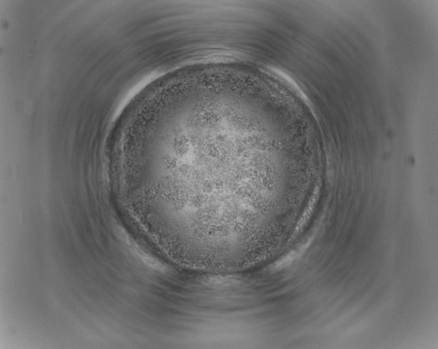 X0000076270835200610122253