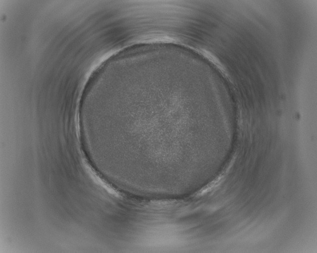 X0000076270840200610122253