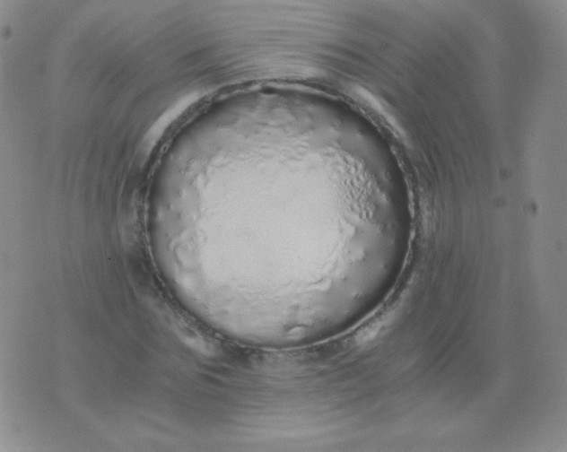 X0000076270875200610122252