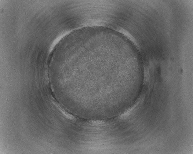 X0000076270878200610122252