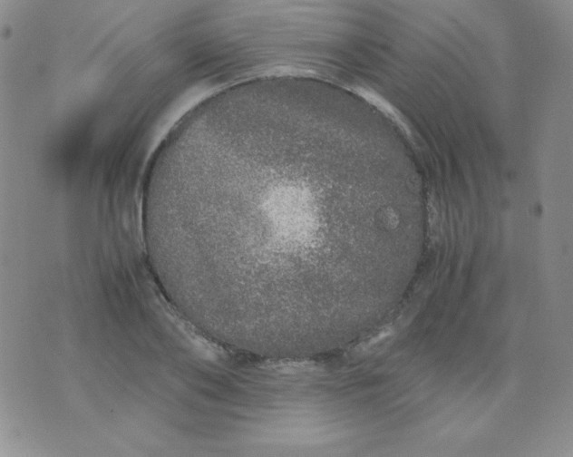 X0000076270886200610122252