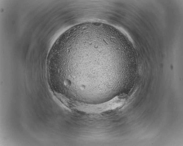 X0000076270903200610122252