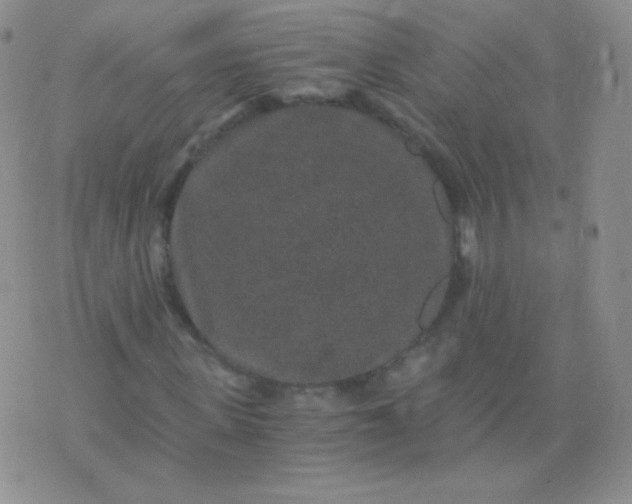 X0000076270915200610122251