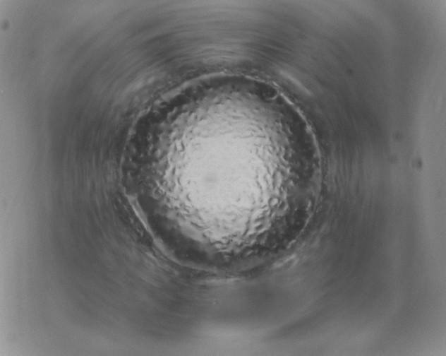 X0000076270917200610122251