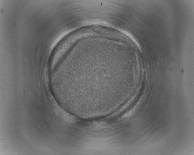 X0000076270983200610122251