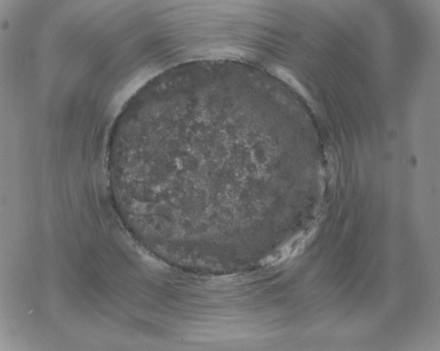 X0000076271071200610122249