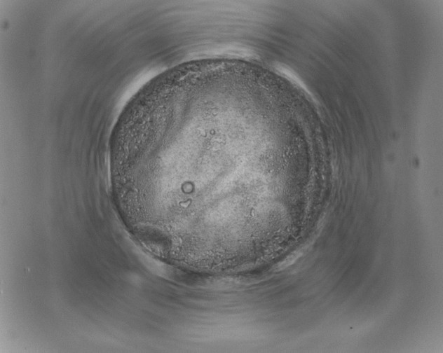 X0000076271079200610122249