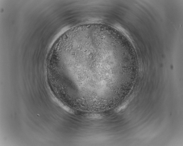 X0000076271235200610122247