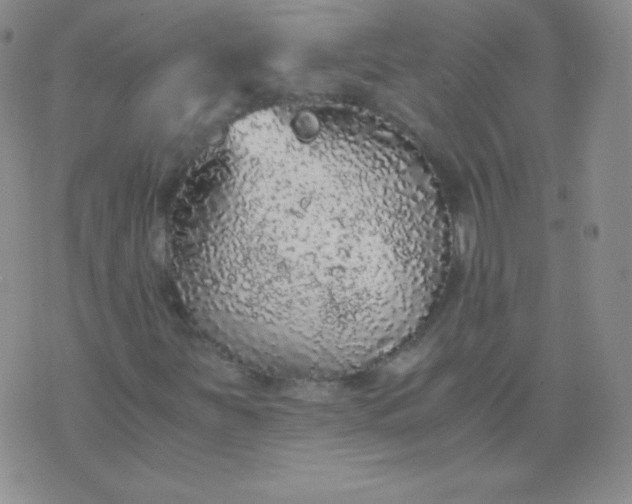 X0000076271251200610122246