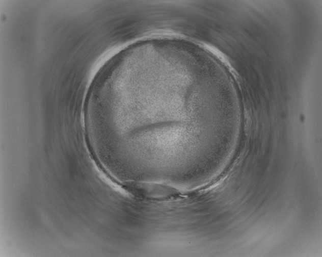 X0000076271335200610122245