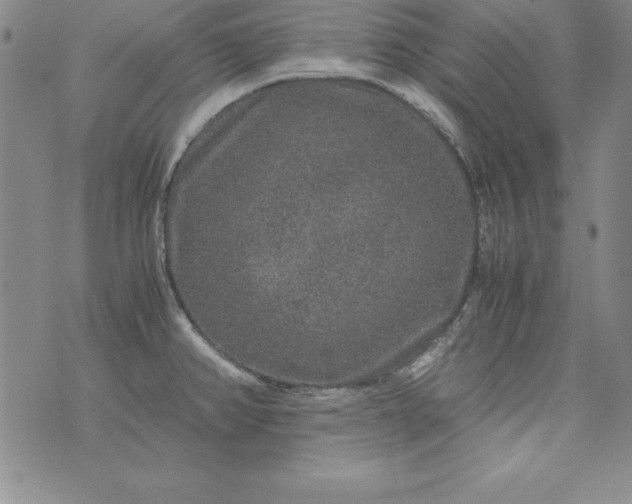 X0000076271382200610122244