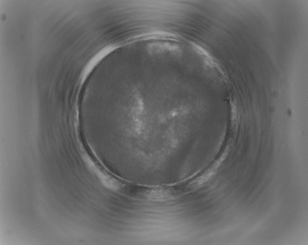 X0000076271418200610122244