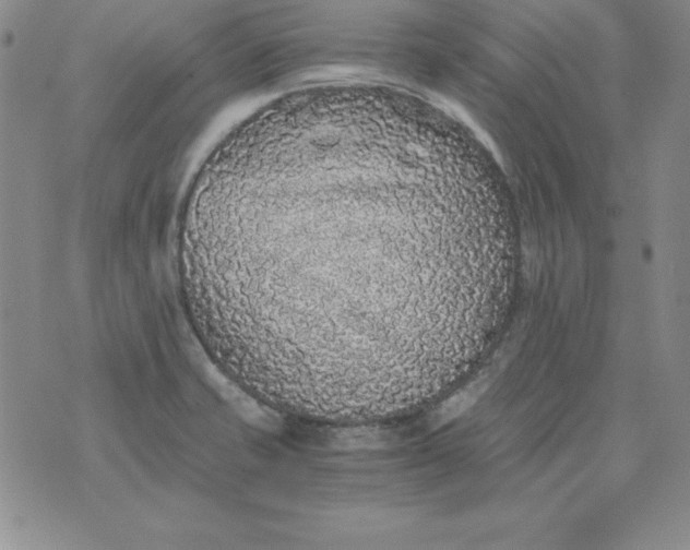 X0000076271421200610122244