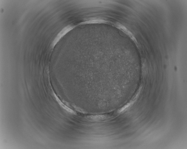 X0000076271425200610122244