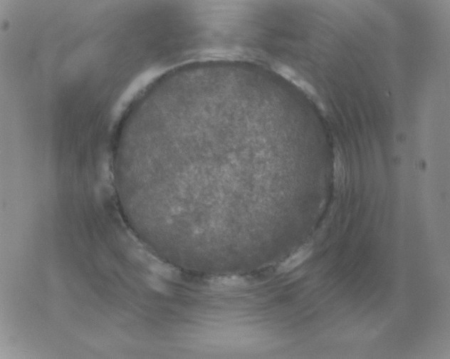 X0000076271454200610122243