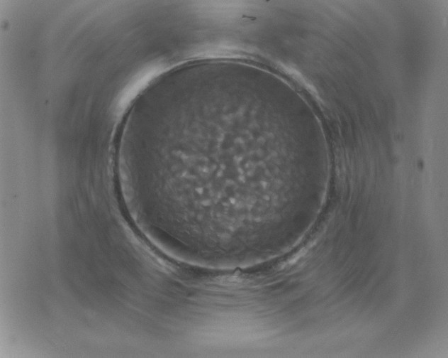 X0000076271463200610122243