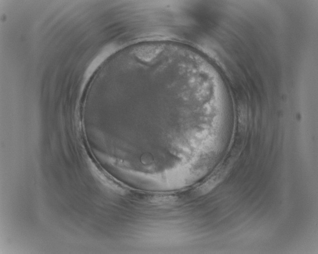 X0000076271466200610122243