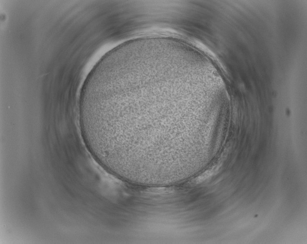 X0000076271478200610122243