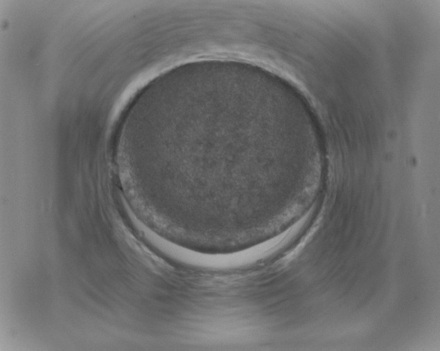 X0000076271506200610122242