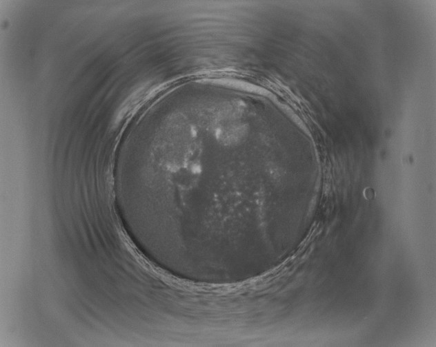 X0000076270002200610191751