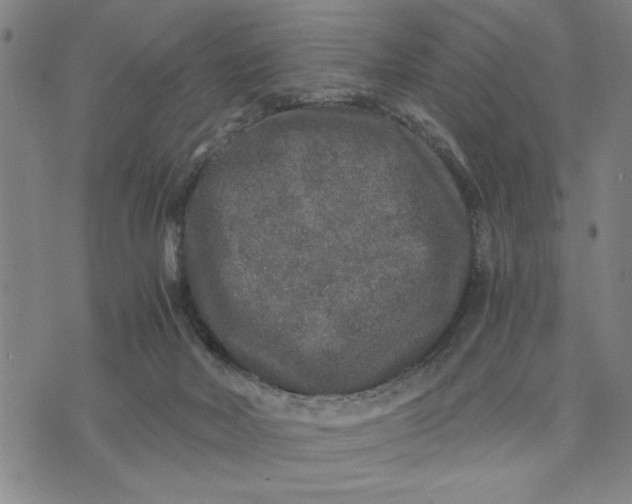 X0000076270026200610191751