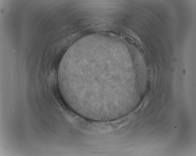 X0000076270029200610191751