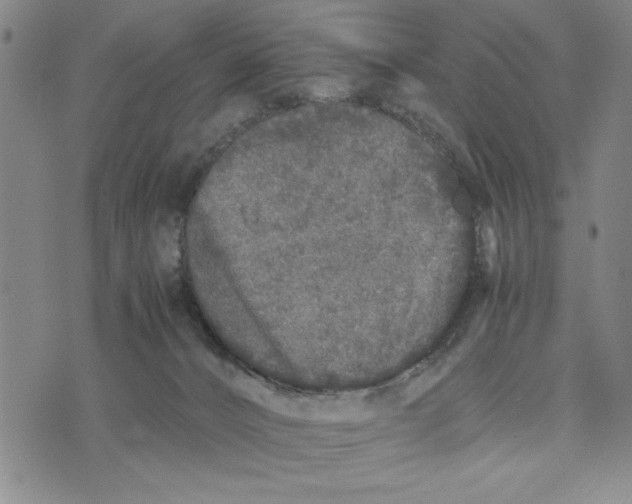 X0000076270032200610191751