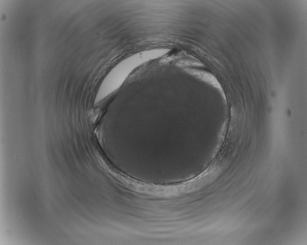 X0000076270048200610191750