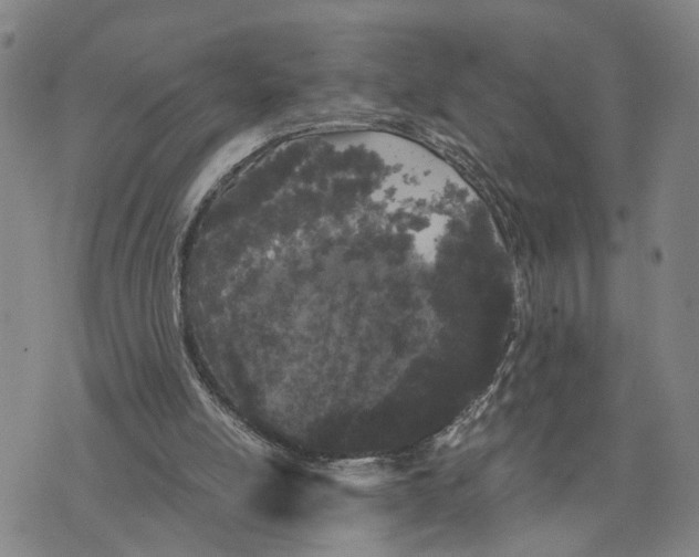 X0000076270054200610191750