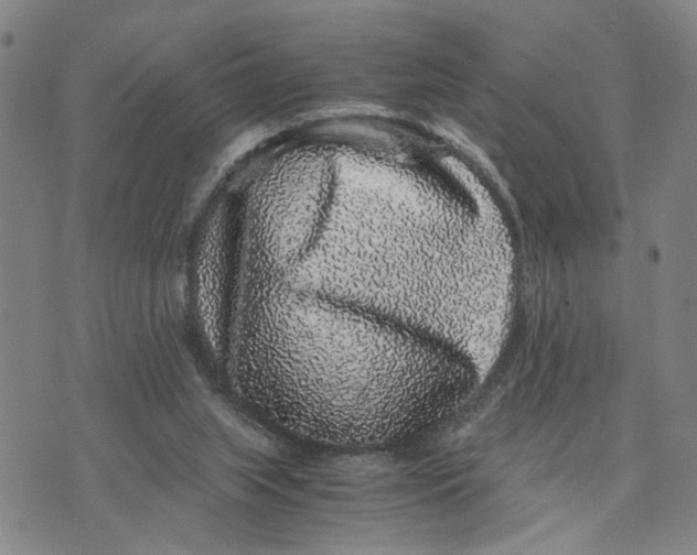 X0000076270063200610191750