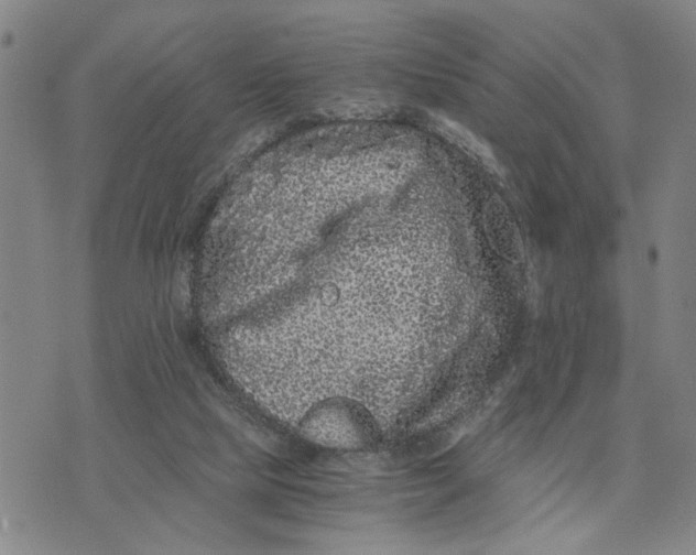 X0000076270065200610191750