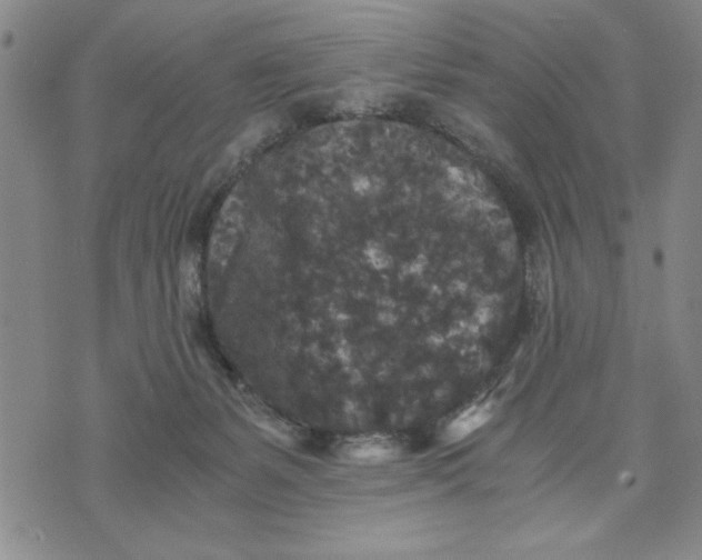 X0000076270127200610191749