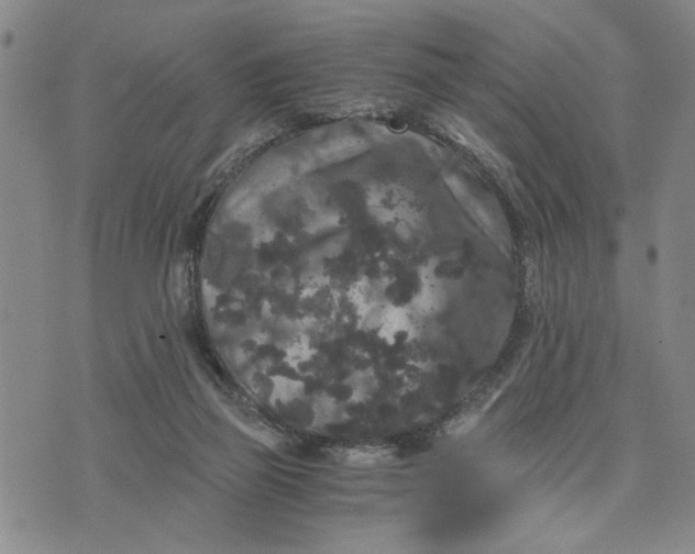 X0000076270165200610191748