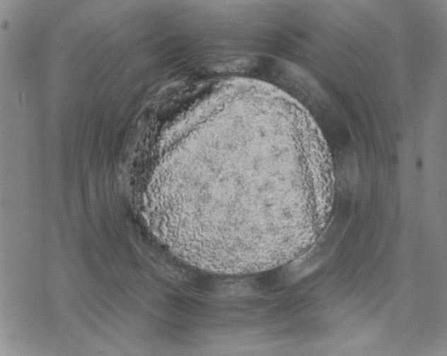 X0000076270175200610191748