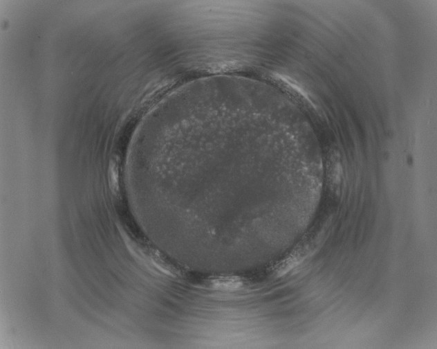 X0000076270214200610191748