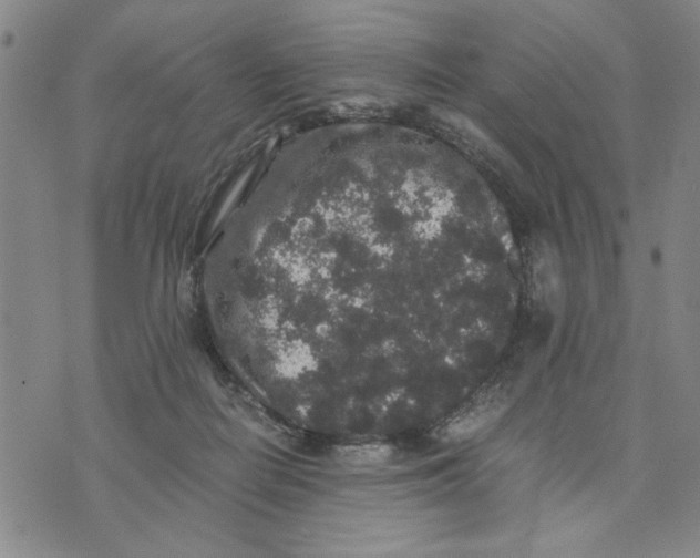 X0000076270266200610191747