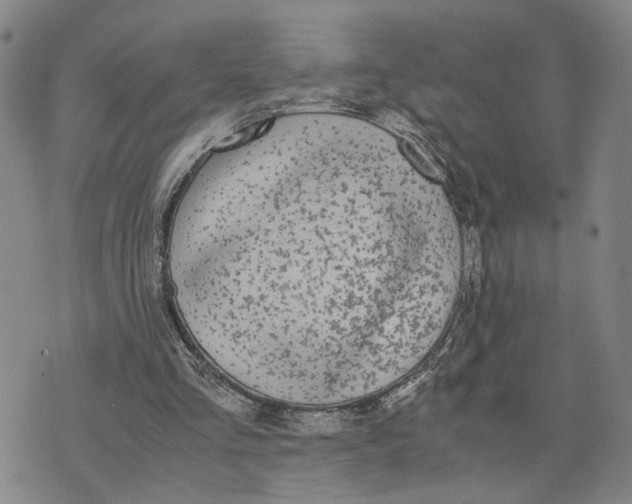 X0000076270293200610191746