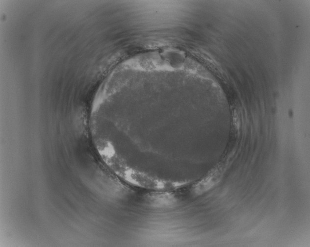 X0000076270322200610191746