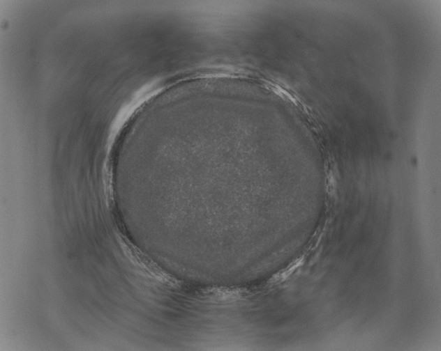 X0000076270343200610191745