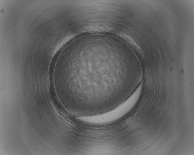 X0000076270488200610191743