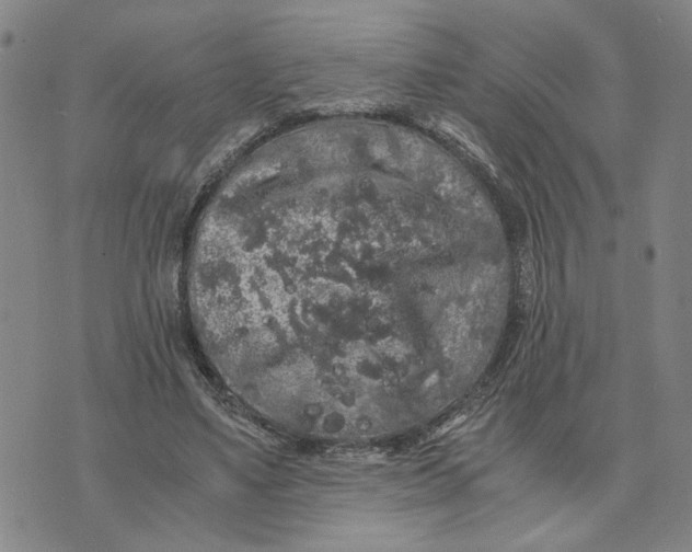 X0000076270491200610191743