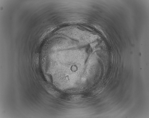 X0000076270495200610191743