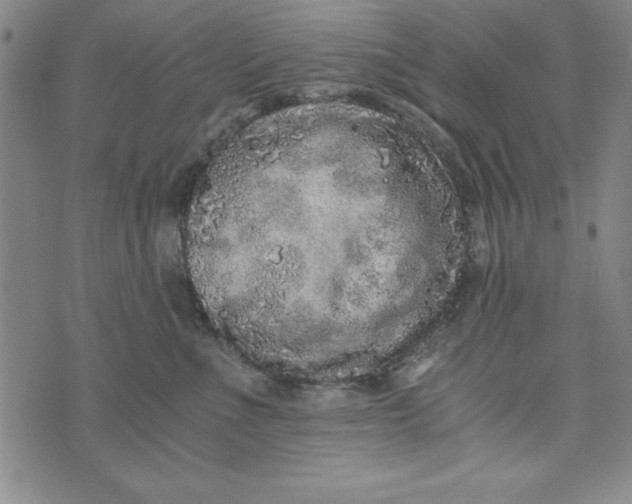 X0000076270523200610191743