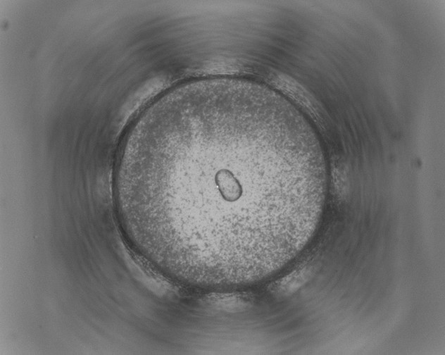 X0000076270534200610191742