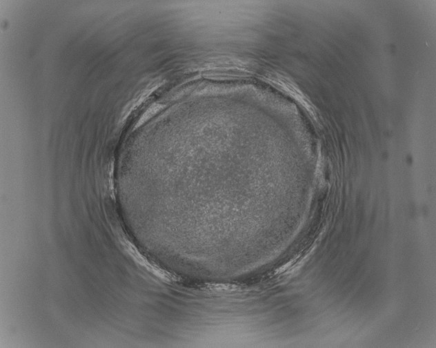 X0000076270585200610191741