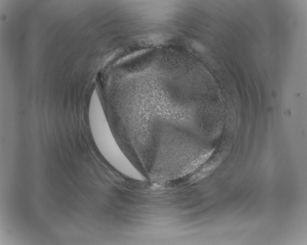 X0000076270624200610191741