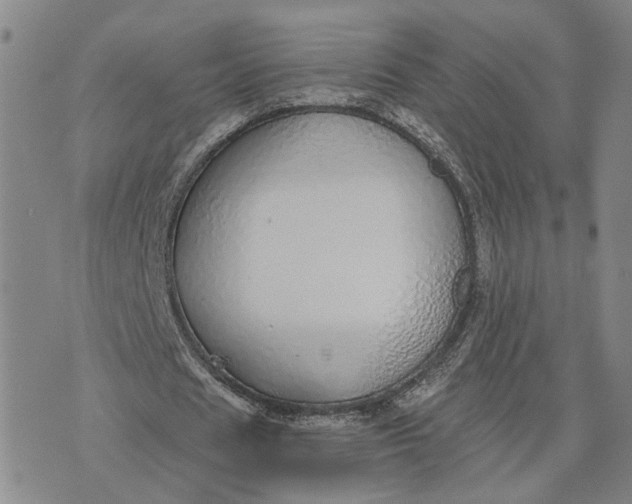 X0000076270625200610191740