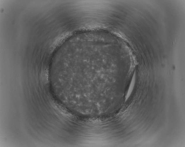 X0000076270640200610191740